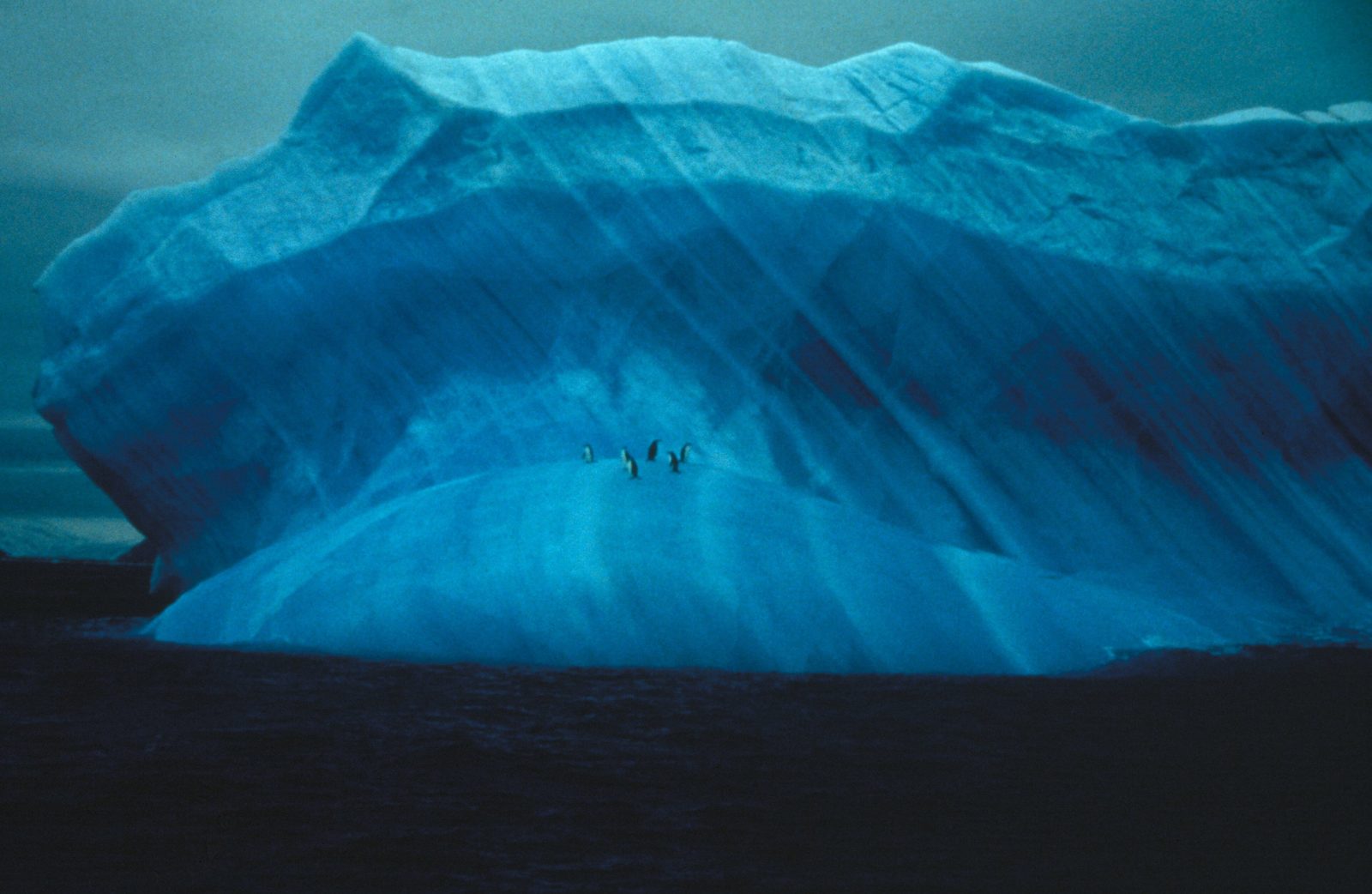 Chinstrap penguins on a striated blue iceberg in Antarctica