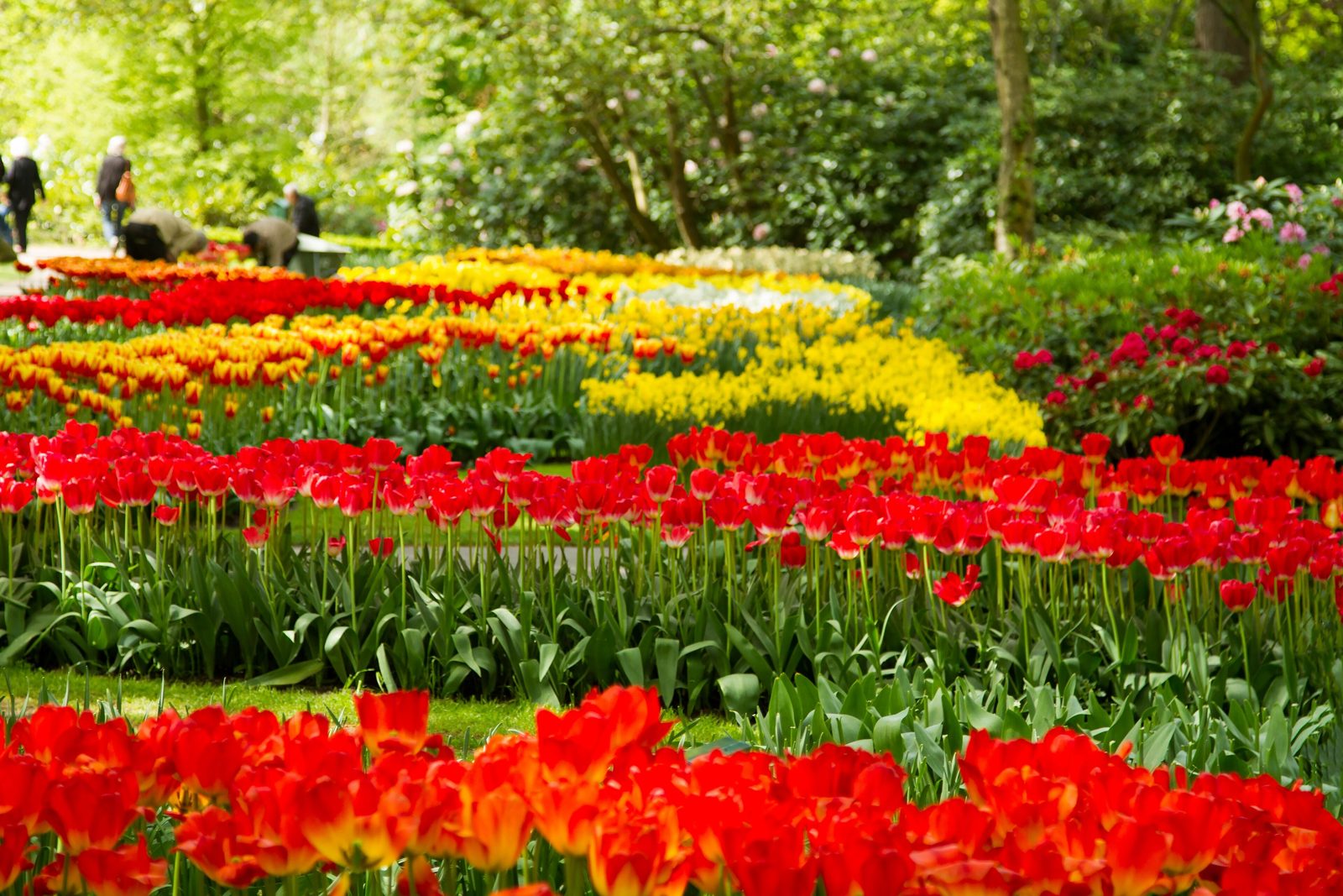 Vivid beds of red and yellow tulips in a Dutch spring garden